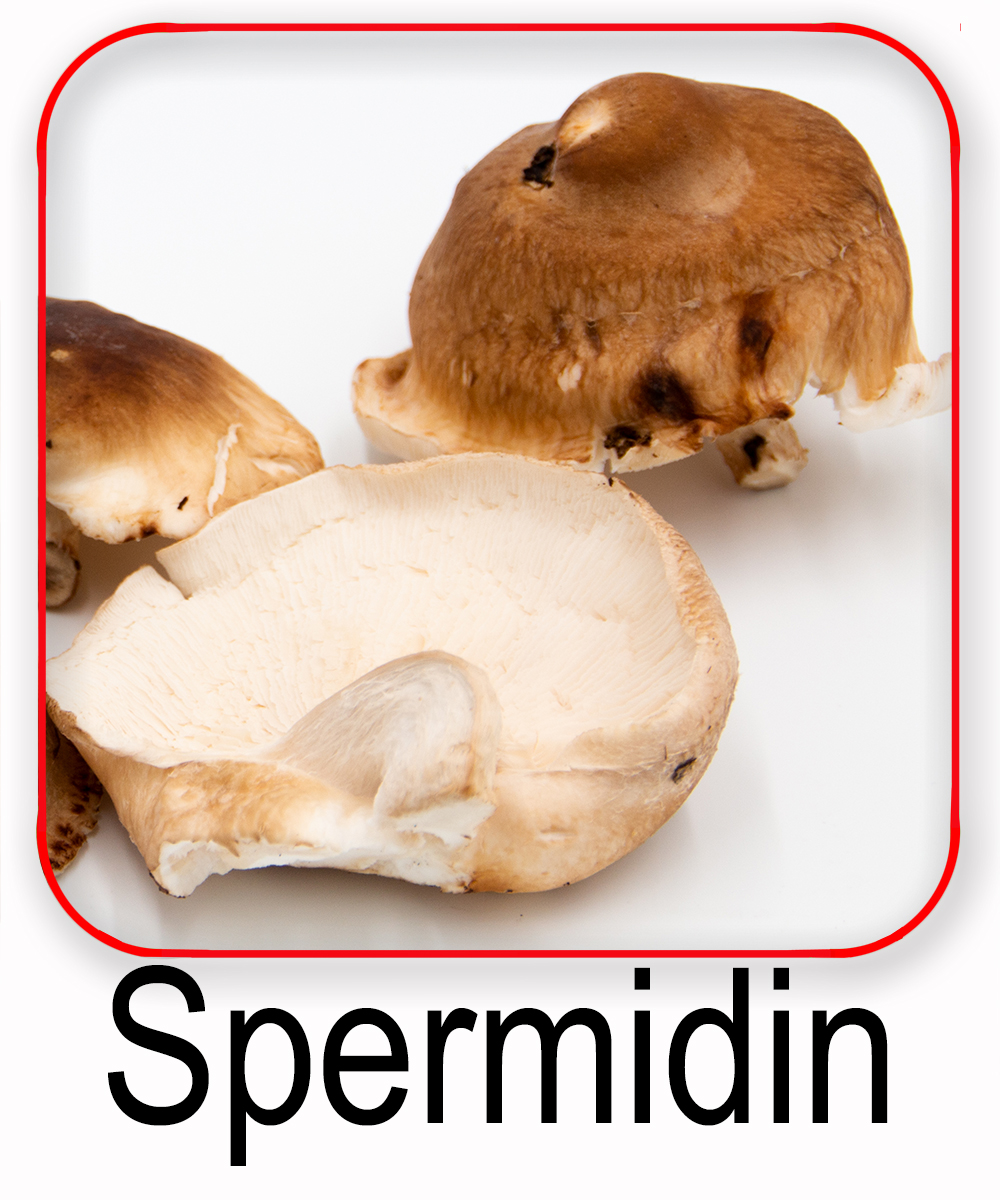 Spermidin Lebensmittel